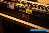 MOOG Matriarch new